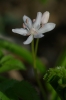 Scilla drunensis subsp. drunensis