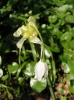 Allium paradoxum var. paradoxum