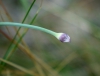 Allium senescens subsp. montanum