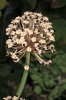 Allium victorialis