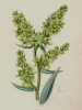 Veratrum album subsp. lobelianum