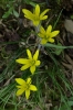 Gagea bohemica subsp. saxatilis