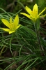 Gagea bohemica subsp. saxatilis