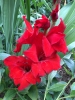 Gladiolus hortulanus