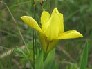 Iris humilis subsp. arenaria