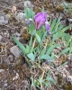 Iris pumila