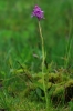 Dactylorhiza fuchsii subsp. sudetica