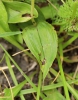 Epipactis albensis