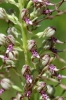 Himantoglossum adriaticum