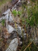 Carex alba