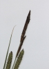 Carex buekii