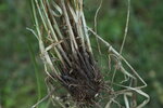 Carex chabertii