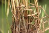 Carex chabertii
