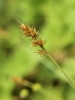 Carex contigua
