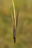 Carex diandra