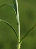 Carex hirta