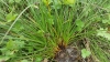 Carex hordeistichos