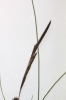 Carex lasiocarpa