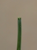 Carex leersiana