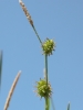 Carex lepidocarpa
