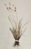 Carex lepidocarpa