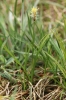 Carex obtusata