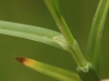 Carex otrubae