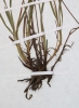 Carex paupercula