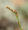 Carex pediformis subsp. rhizodes