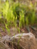 Carex pilosa
