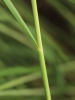 Achnatherum calamagrostis