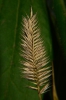 Agropyron pectinatum