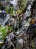 Agrostis alpina