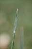 Avenula pratensis subsp. pratensis