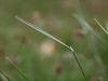 Avenula pratensis subsp. pratensis