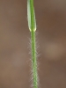 Bromus ramosus