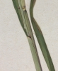Calamagrostis phragmitoides