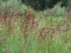 Calamagrostis pseudophragmites