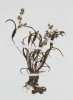Coleanthus subtilis
