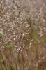 Corynephorus canescens