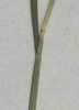 Cynosurus cristatus