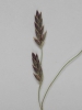 Eragrostis albensis