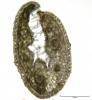 Festuca ovina subsp. guestfalica