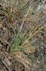 Festuca pallens subsp. scabrifolia
