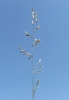 Festuca vaginata subsp. dominii