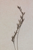 Festuca versicolor