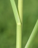 Glyceria maxima