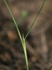 Helictotrichon desertorum subsp. basalticum