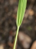 Hierochloë australis