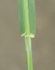 Hordeum vulgare